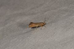 Crassa unitella