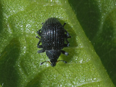 Anoplus roboris