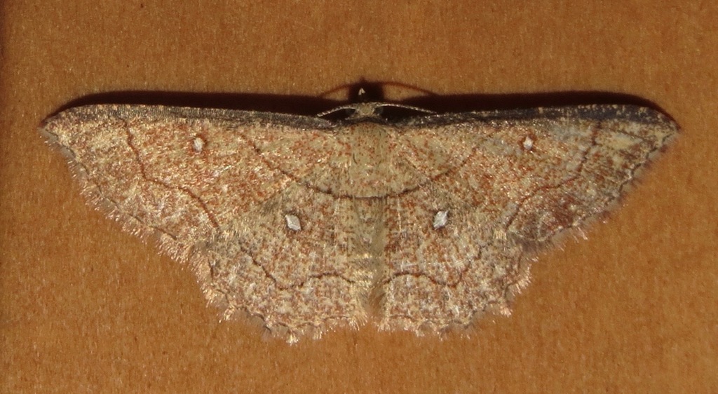 Cyclophora coecaria