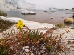 Ivesia lycopodioides