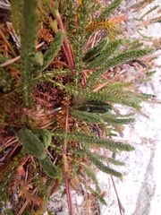 Ivesia lycopodioides