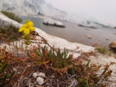 Ivesia lycopodioides