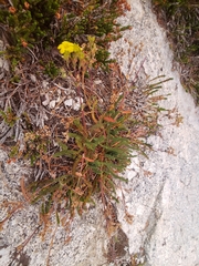 Ivesia lycopodioides