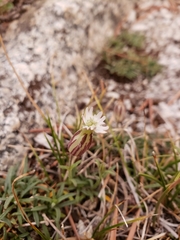 Silene sargentii