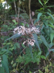 Eupatorium chinense tozanense