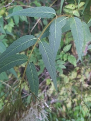 Eupatorium chinense tozanense