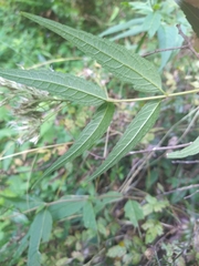 Eupatorium chinense tozanense
