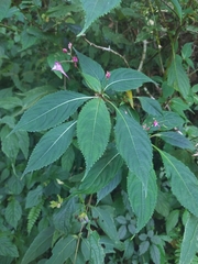 Impatiens devolii