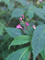 Impatiens devolii