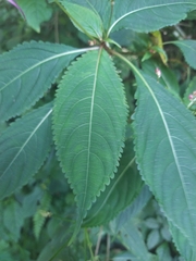 Impatiens devolii
