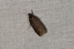 Agonopterix heracliana