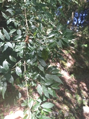 Rhamnus pilushanensis