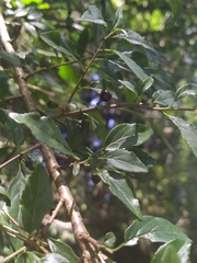 Rhamnus pilushanensis