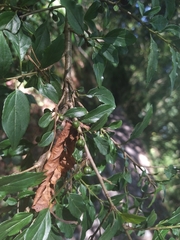 Rhamnus pilushanensis