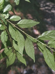 Rhamnus pilushanensis
