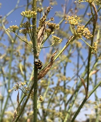 Murgantia histrionica