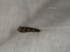 Mystacides longicornis