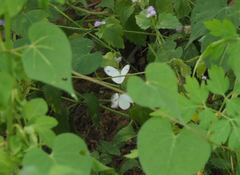 Leptosia nina niobe