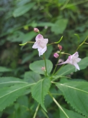 Impatiens devolii