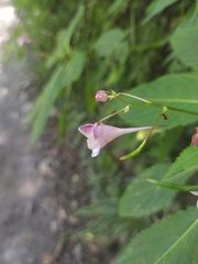 Impatiens devolii