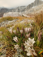 Gentiana newberryi tiogana