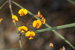 Daviesia wyattiana