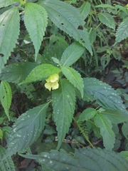 Impatiens tayemonii
