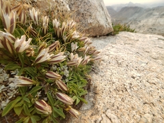 Gentiana newberryi tiogana