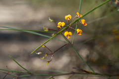 Daviesia wyattiana
