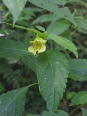 Impatiens tayemonii