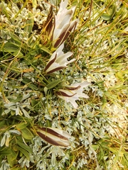 Gentiana newberryi tiogana