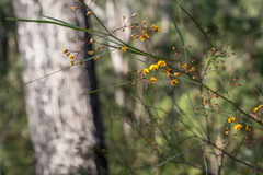 Daviesia wyattiana