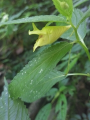 Impatiens tayemonii