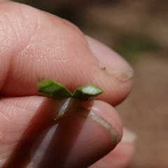 Xanthorrhoea malacophylla