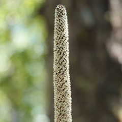Xanthorrhoea malacophylla