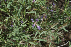 Astragalus arenarius