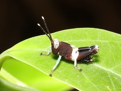 Ommatolampidinae