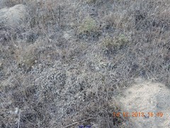 Helianthemum squamatum