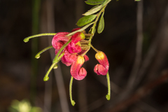 Grevillea banyabba
