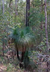 Xanthorrhoea malacophylla