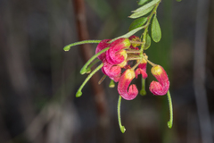 Grevillea banyabba
