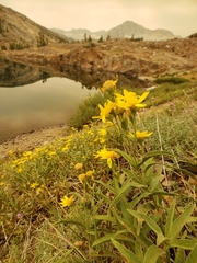 Arnica longifolia