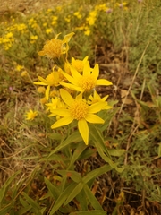 Arnica longifolia
