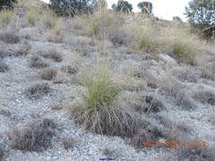 Macrochloa tenacissima