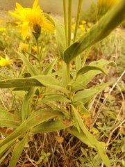 Arnica longifolia