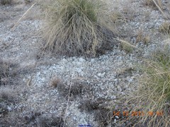 Macrochloa tenacissima