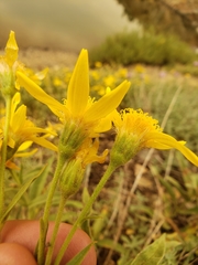 Arnica longifolia