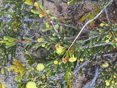 Acacia amyctica