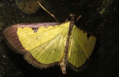 Goniorhynchus hampsoni