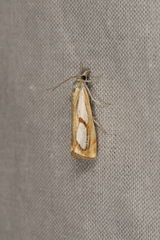Catoptria pinella